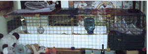 http://www.cavycages.com