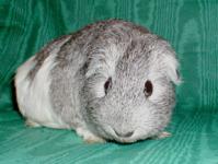 http://www.crittercorral.org