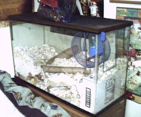 Honey and Cloudee's tank Feb. 03
