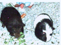 June 2003