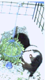 Spunk, June 2003